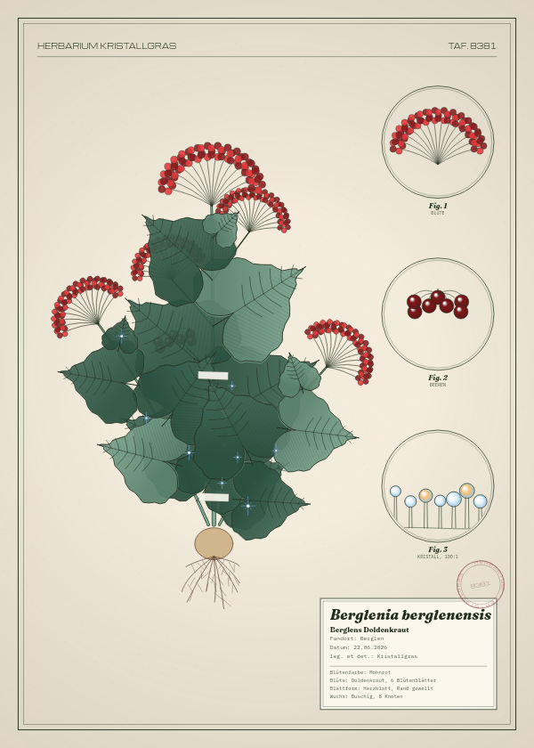 Botanische Tafel: Berglenia berglenensis, eine erfundene Pflanze aus Berglen, gezeichnet wie in einem alten Pflanzenatlas