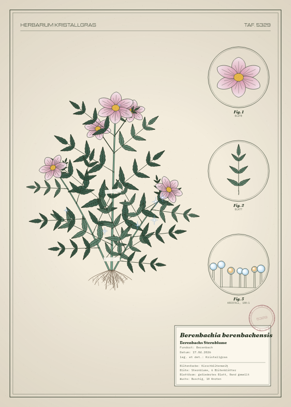 Botanische Tafel: Berenbachia berenbachensis, eine erfundene Pflanze aus Berenbach, gezeichnet wie in einem alten Pflanzenatlas