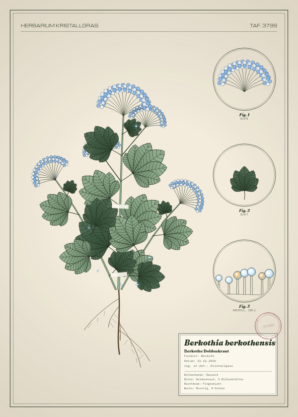 Botanische Tafel: Berkothia berkothensis, eine erfundene Pflanze aus Berkoth, gezeichnet wie in einem alten Pflanzenatlas