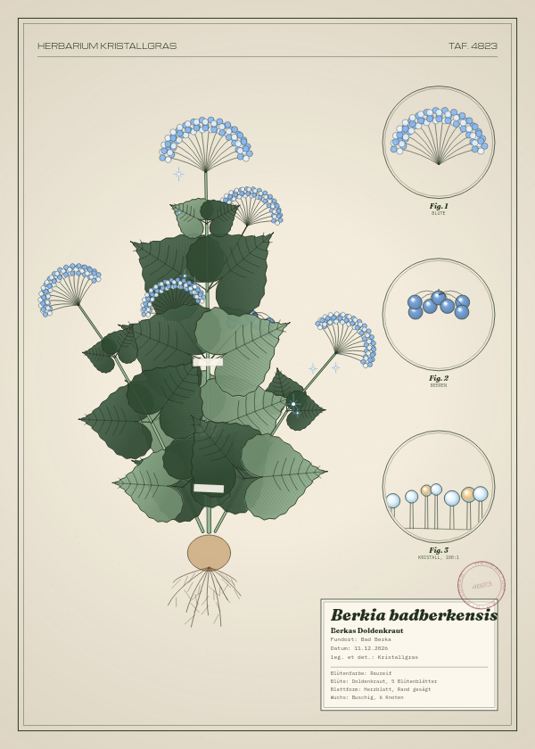 Botanische Tafel: Berkia badberkensis, eine erfundene Pflanze aus Bad Berka, gezeichnet wie in einem alten Pflanzenatlas