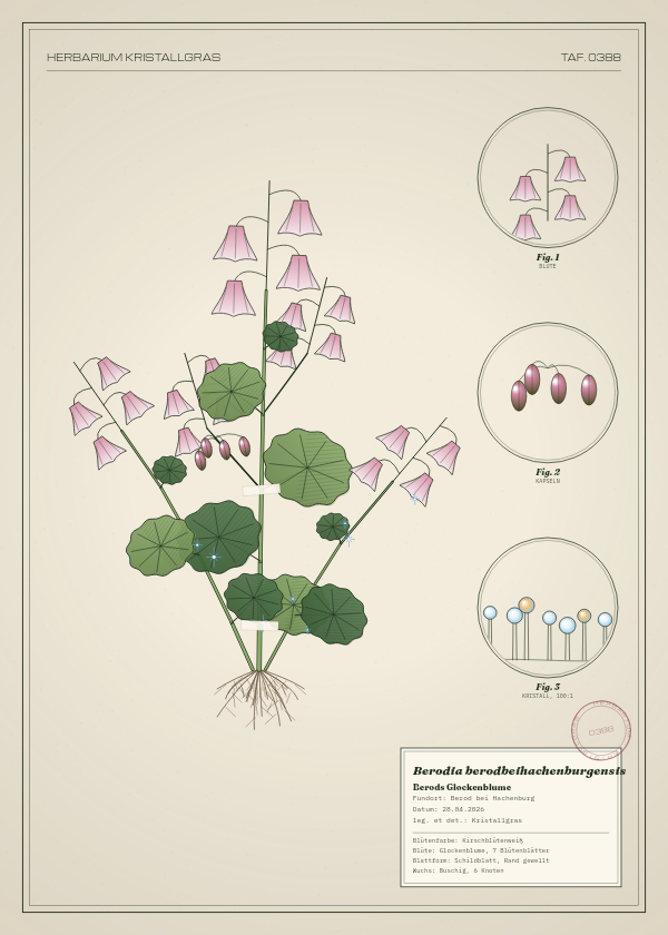 Botanische Tafel: Berodia berodbeihachenburgensis, eine erfundene Pflanze aus Berod bei Hachenburg, gezeichnet wie in einem alten Pflanzenatlas