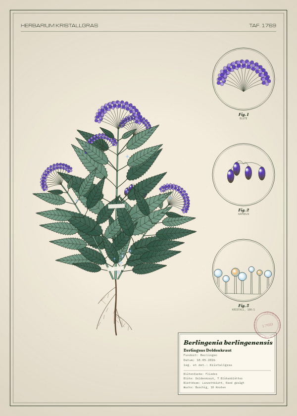 Botanische Tafel: Berlingenia berlingenensis, eine erfundene Pflanze aus Berlingen, gezeichnet wie in einem alten Pflanzenatlas