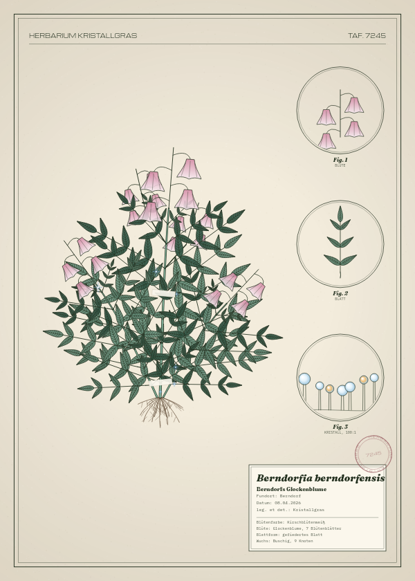 Botanische Tafel: Berndorfia berndorfensis, eine erfundene Pflanze aus Berndorf, gezeichnet wie in einem alten Pflanzenatlas
