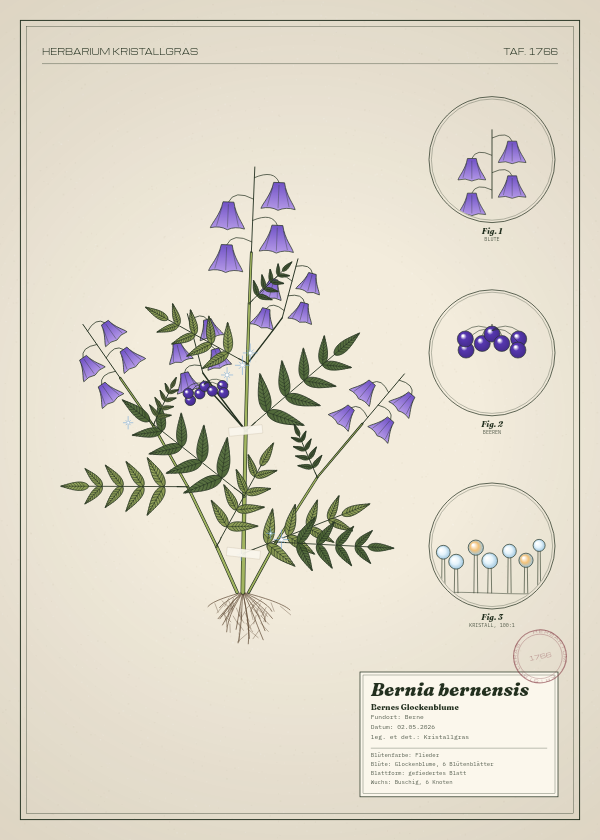 Botanische Tafel: Bernia bernensis, eine erfundene Pflanze aus Berne, gezeichnet wie in einem alten Pflanzenatlas