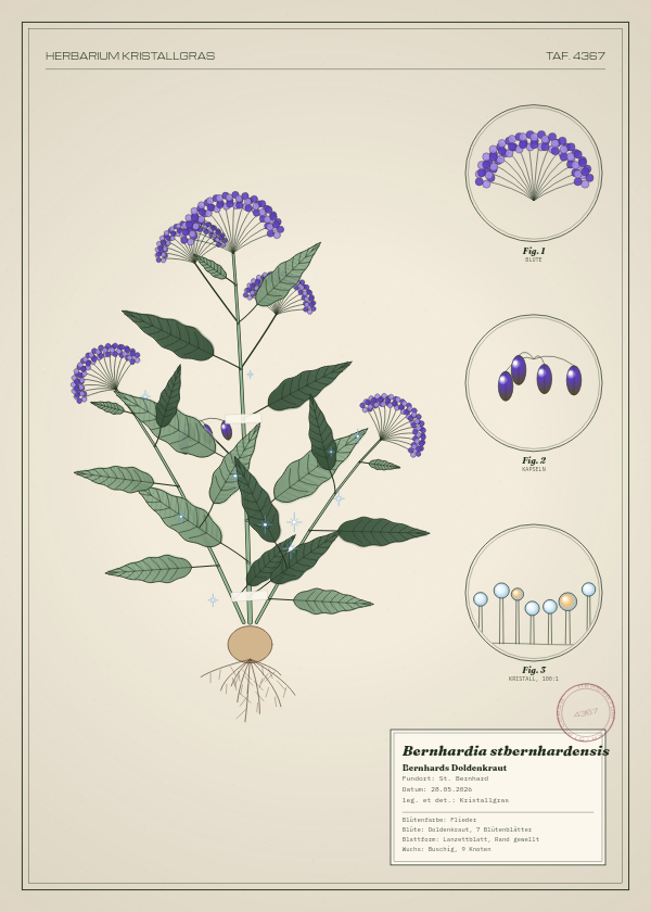 Botanische Tafel: Bernhardia stbernhardensis, eine erfundene Pflanze aus St. Bernhard, gezeichnet wie in einem alten Pflanzenatlas
