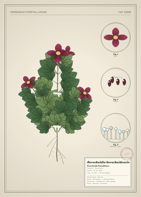 Botanische Tafel: Berscheidia berscheidensis, eine erfundene Pflanze aus Berscheid, gezeichnet wie in einem alten Pflanzenatlas