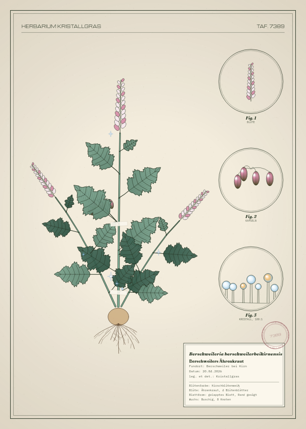 Botanische Tafel: Berschweileria berschweilerbeikirnensis, eine erfundene Pflanze aus Berschweiler bei Kirn, gezeichnet wie in einem alten Pflanzenatlas