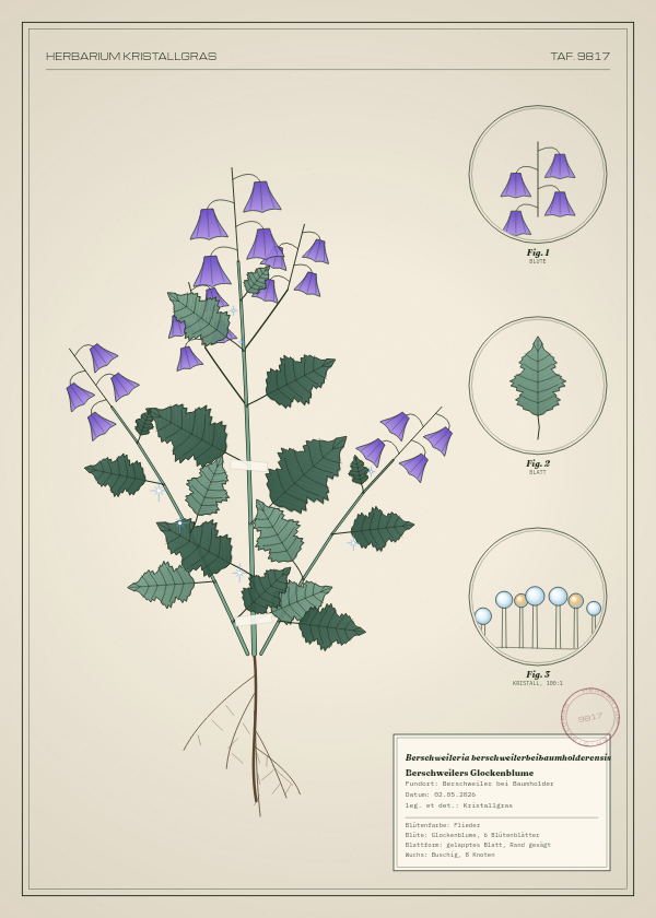 Botanische Tafel: Berschweileria berschweilerbeibaumholderensis, eine erfundene Pflanze aus Berschweiler bei Baumholder, gezeichnet wie in einem alten Pflanzenatlas