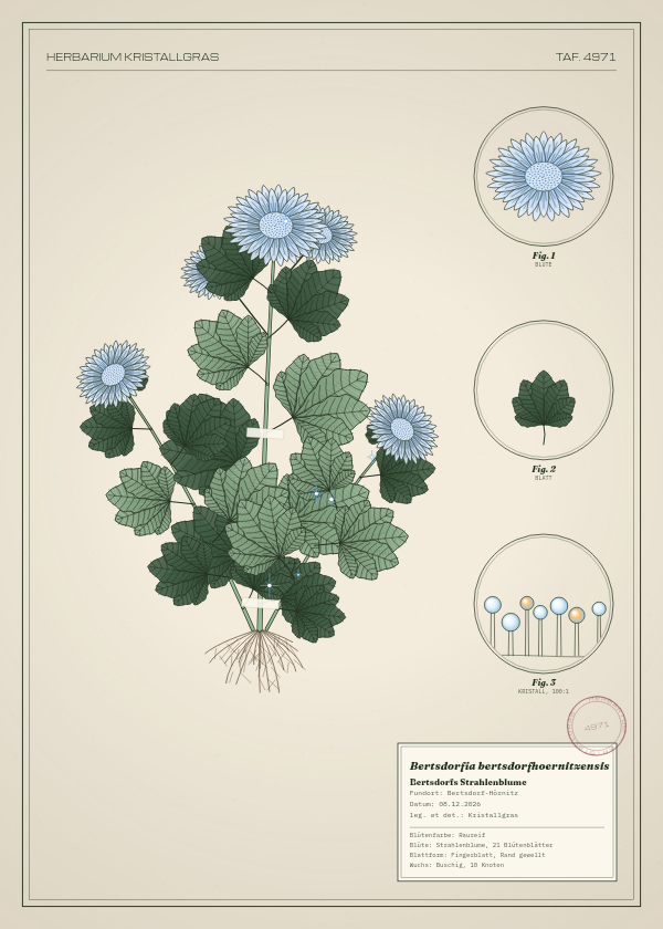 Botanische Tafel: Bertsdorfia bertsdorfhoernitzensis, eine erfundene Pflanze aus Bertsdorf-Hörnitz, gezeichnet wie in einem alten Pflanzenatlas