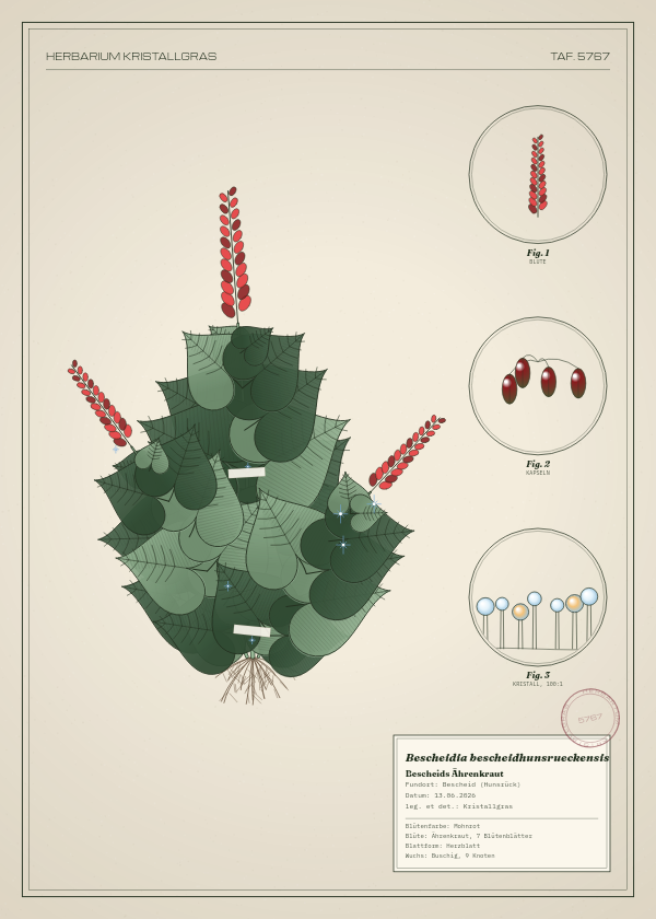 Botanische Tafel: Bescheidia bescheidhunsrueckensis, eine erfundene Pflanze aus Bescheid (Hunsrück), gezeichnet wie in einem alten Pflanzenatlas