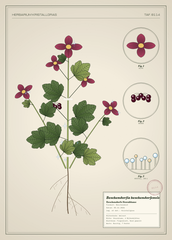 Botanische Tafel: Beschendorfia beschendorfensis, eine erfundene Pflanze aus Beschendorf, gezeichnet wie in einem alten Pflanzenatlas