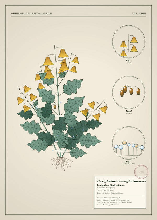 Botanische Tafel: Besigheimia besigheimensis, eine erfundene Pflanze aus Besigheim, gezeichnet wie in einem alten Pflanzenatlas