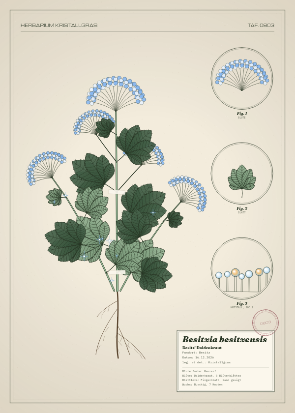 Botanische Tafel: Besitzia besitzensis, eine erfundene Pflanze aus Besitz, gezeichnet wie in einem alten Pflanzenatlas