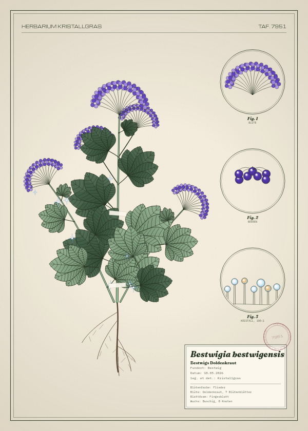 Botanische Tafel: Bestwigia bestwigensis, eine erfundene Pflanze aus Bestwig, gezeichnet wie in einem alten Pflanzenatlas