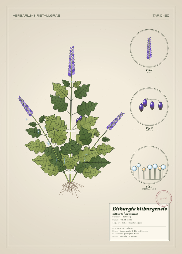 Botanische Tafel: Bitburgia bitburgensis, eine erfundene Pflanze aus Bitburg, gezeichnet wie in einem alten Pflanzenatlas