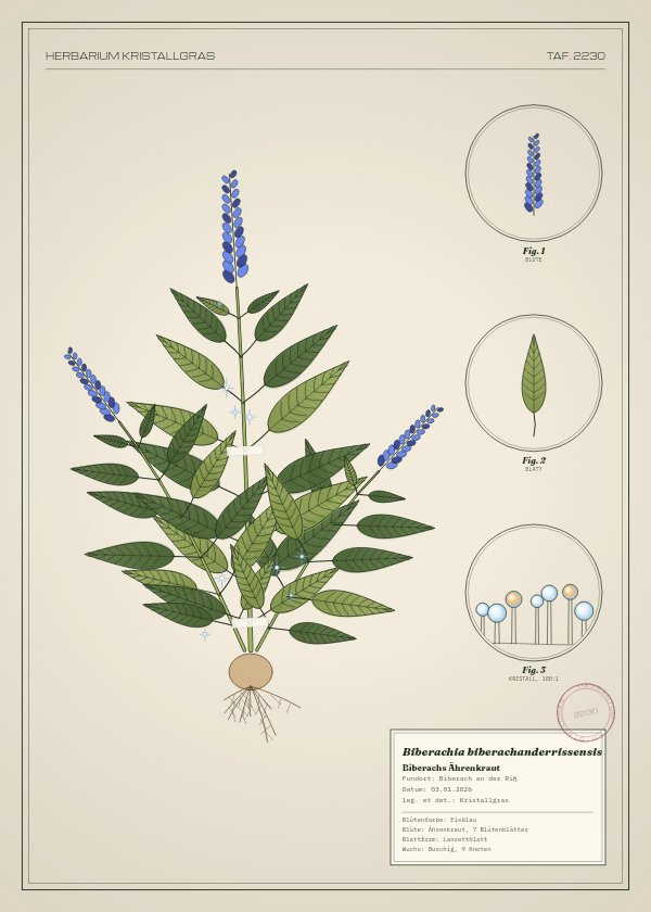 Botanische Tafel: Biberachia biberachanderrissensis, eine erfundene Pflanze aus Biberach an der Riß, gezeichnet wie in einem alten Pflanzenatlas