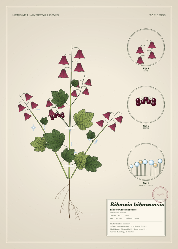 Botanische Tafel: Bibowia bibowensis, eine erfundene Pflanze aus Bibow, gezeichnet wie in einem alten Pflanzenatlas