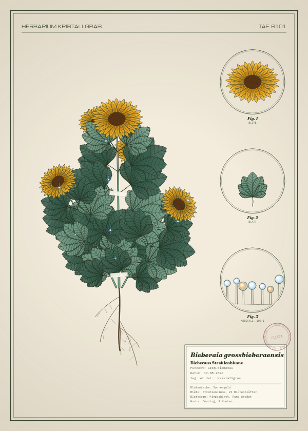 Botanische Tafel: Bieberaia grossbieberaensis, eine erfundene Pflanze aus Groß-Bieberau, gezeichnet wie in einem alten Pflanzenatlas