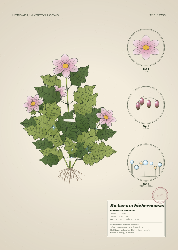 Botanische Tafel: Biebernia biebernensis, eine erfundene Pflanze aus Biebern, gezeichnet wie in einem alten Pflanzenatlas