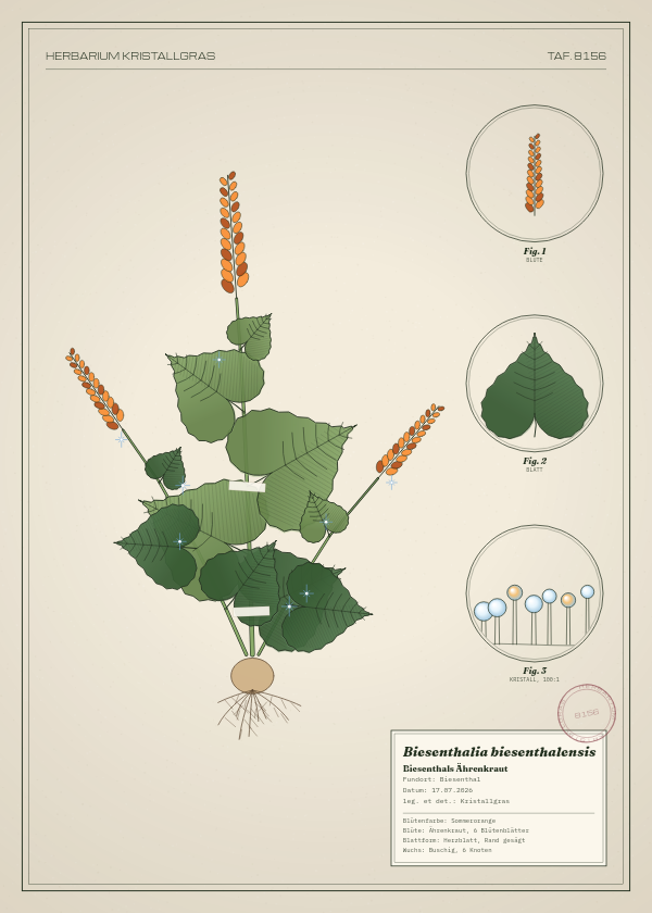 Botanische Tafel: Biesenthalia biesenthalensis, eine erfundene Pflanze aus Biesenthal, gezeichnet wie in einem alten Pflanzenatlas