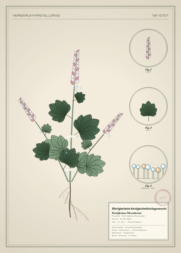 Botanische Tafel: Bietigheimia bietigheimbissingenensis, eine erfundene Pflanze aus Bietigheim-Bissingen, gezeichnet wie in einem alten Pflanzenatlas