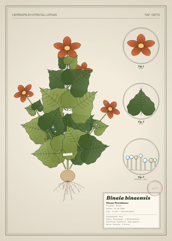 Botanische Tafel: Binaia binaensis, eine erfundene Pflanze aus Binau, gezeichnet wie in einem alten Pflanzenatlas