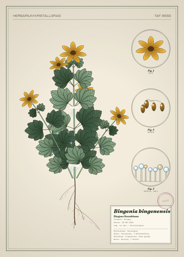 Botanische Tafel: Bingenia bingenensis, eine erfundene Pflanze aus Bingen, gezeichnet wie in einem alten Pflanzenatlas