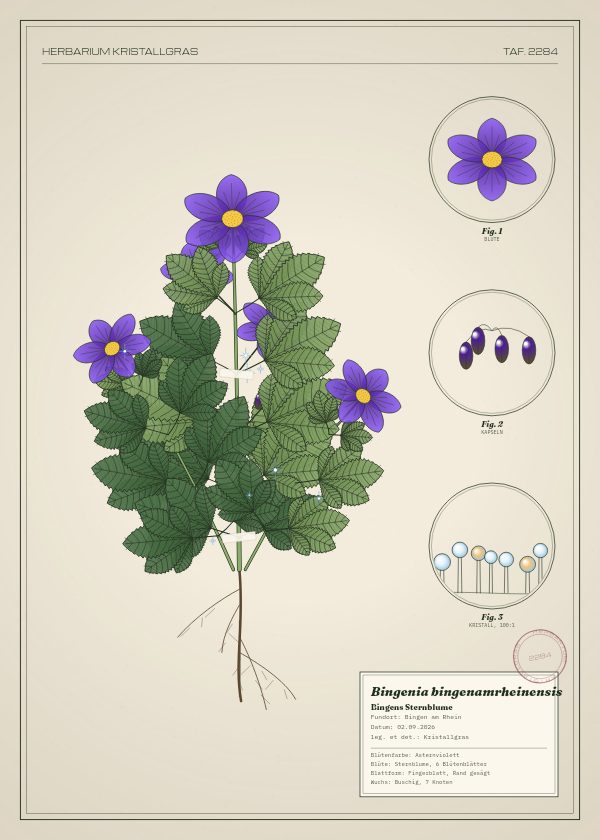 Botanische Tafel: Bingenia bingenamrheinensis, eine erfundene Pflanze aus Bingen am Rhein, gezeichnet wie in einem alten Pflanzenatlas