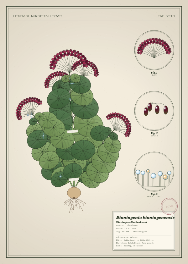 Botanische Tafel: Binningenia binningenensis, eine erfundene Pflanze aus Binningen, gezeichnet wie in einem alten Pflanzenatlas