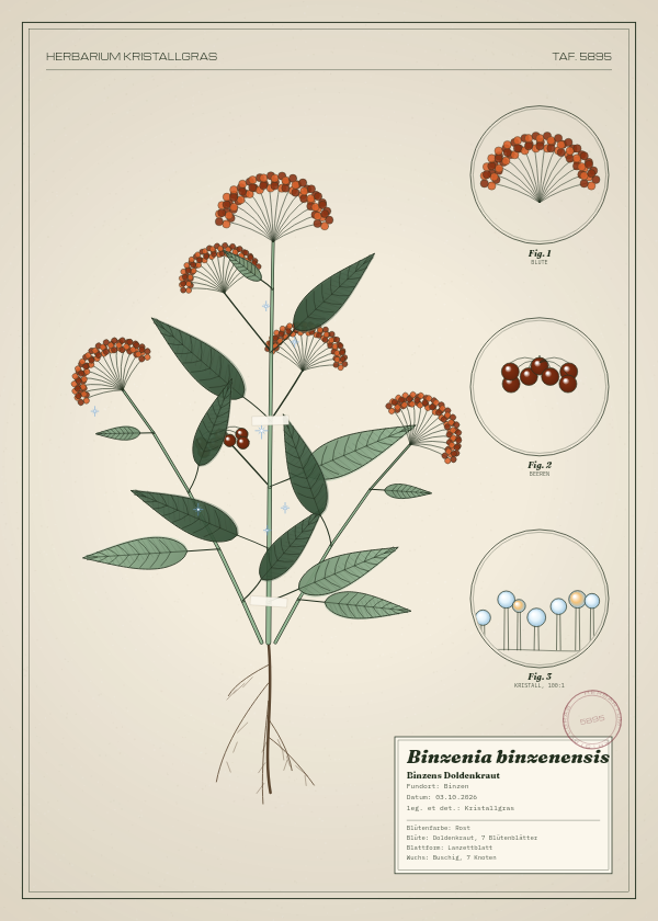 Botanische Tafel: Binzenia binzenensis, eine erfundene Pflanze aus Binzen, gezeichnet wie in einem alten Pflanzenatlas