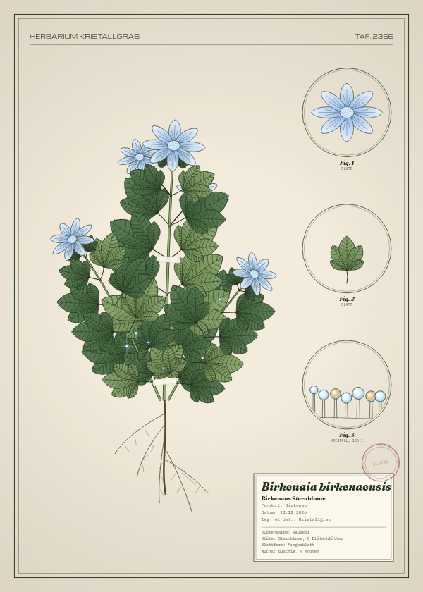 Botanische Tafel: Birkenaia birkenaensis, eine erfundene Pflanze aus Birkenau, gezeichnet wie in einem alten Pflanzenatlas