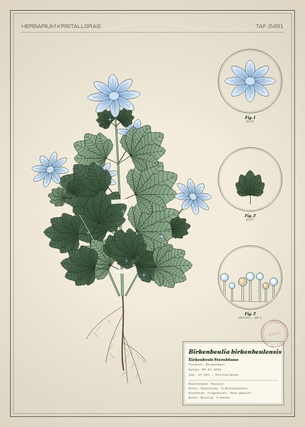Botanische Tafel: Birkenbeulia birkenbeulensis, eine erfundene Pflanze aus Birkenbeul, gezeichnet wie in einem alten Pflanzenatlas