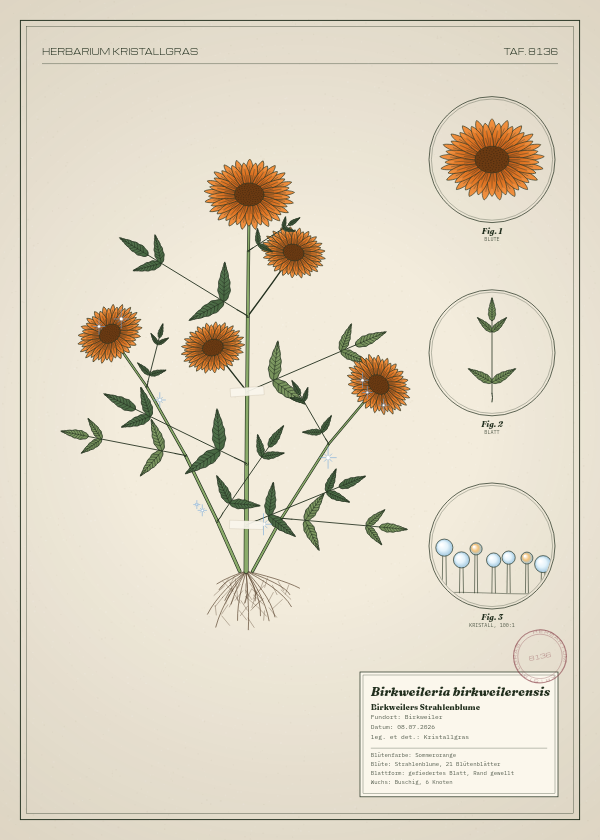 Botanische Tafel: Birkweileria birkweilerensis, eine erfundene Pflanze aus Birkweiler, gezeichnet wie in einem alten Pflanzenatlas