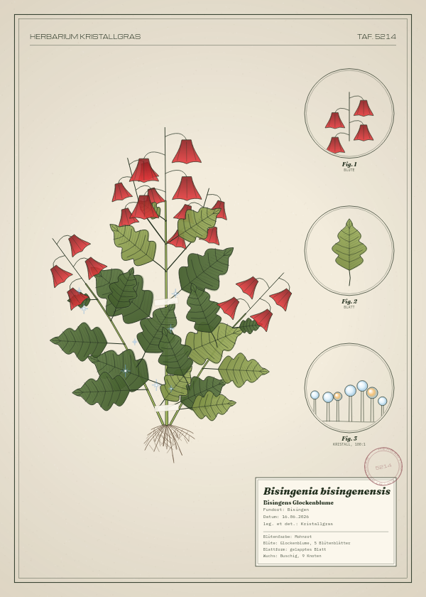 Botanische Tafel: Bisingenia bisingenensis, eine erfundene Pflanze aus Bisingen, gezeichnet wie in einem alten Pflanzenatlas