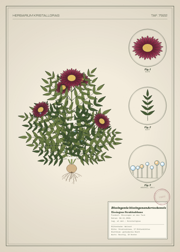 Botanische Tafel: Bissingenia bissingenanderteckensis, eine erfundene Pflanze aus Bissingen an der Teck, gezeichnet wie in einem alten Pflanzenatlas