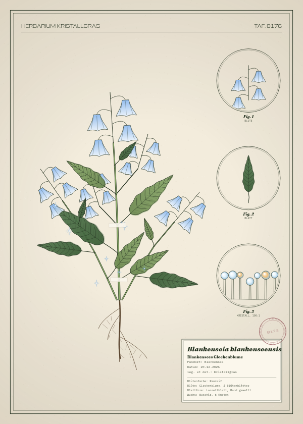 Botanische Tafel: Blankenseia blankenseensis, eine erfundene Pflanze aus Blankensee, gezeichnet wie in einem alten Pflanzenatlas