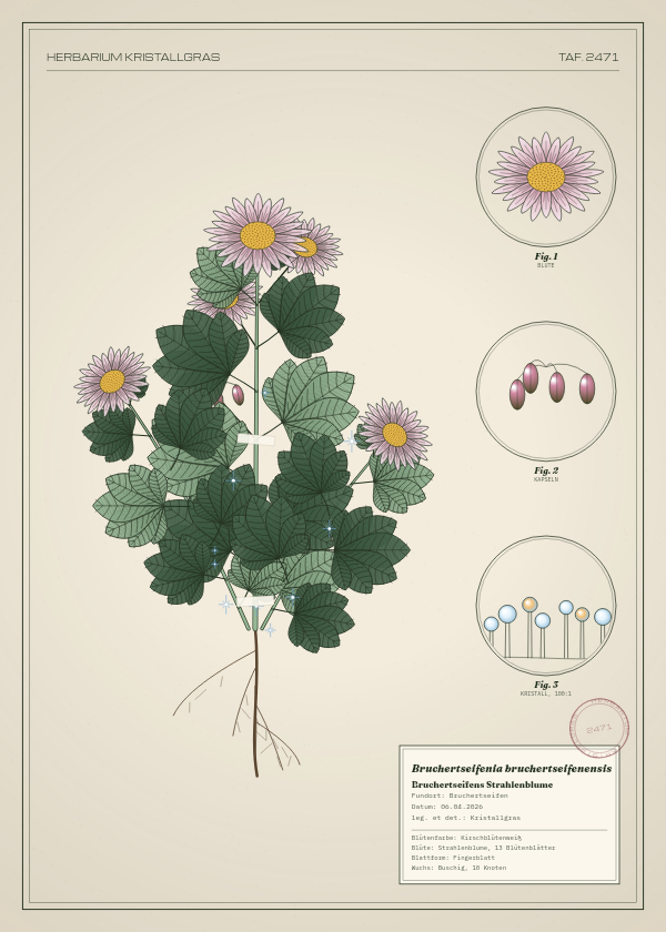 Botanische Tafel: Bruchertseifenia bruchertseifenensis, eine erfundene Pflanze aus Bruchertseifen, gezeichnet wie in einem alten Pflanzenatlas