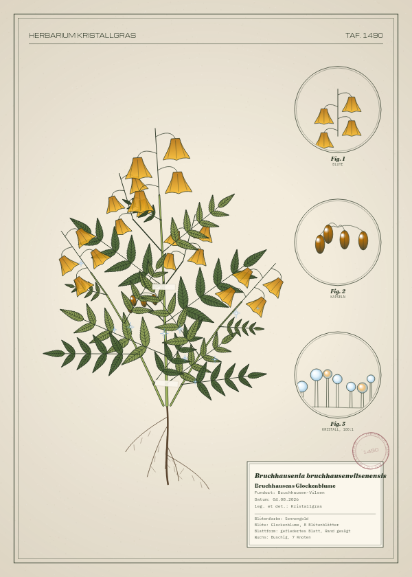Botanische Tafel: Bruchhausenia bruchhausenvilsenensis, eine erfundene Pflanze aus Bruchhausen-Vilsen, gezeichnet wie in einem alten Pflanzenatlas