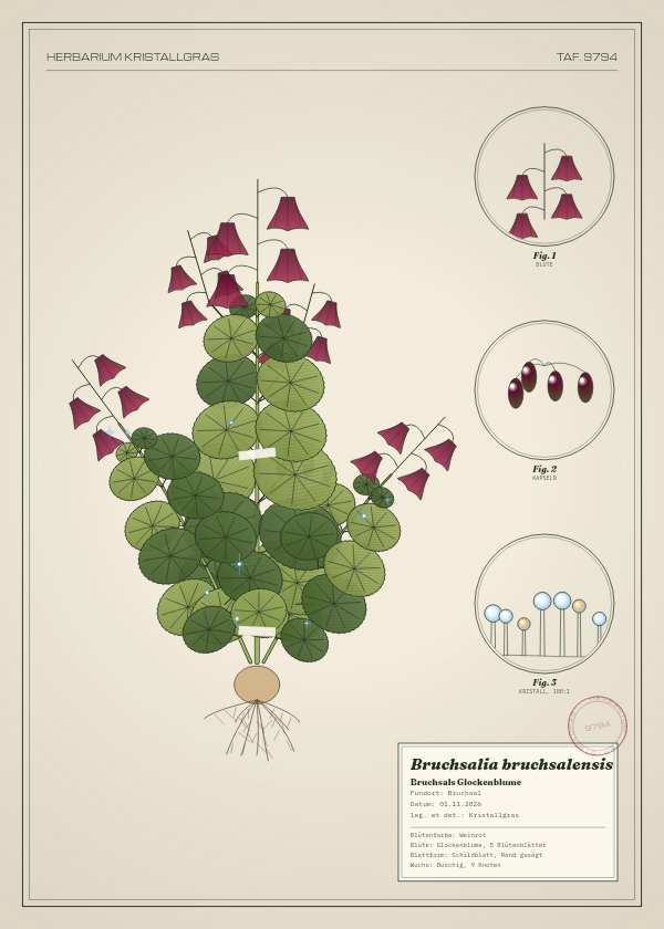 Botanische Tafel: Bruchsalia bruchsalensis, eine erfundene Pflanze aus Bruchsal, gezeichnet wie in einem alten Pflanzenatlas