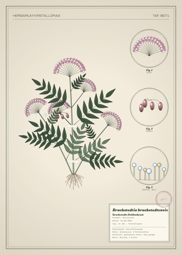 Botanische Tafel: Bruchstedtia bruchstedtensis, eine erfundene Pflanze aus Bruchstedt, gezeichnet wie in einem alten Pflanzenatlas