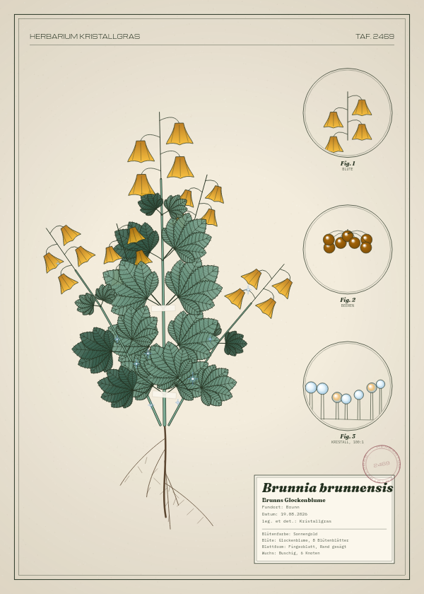 Botanische Tafel: Brunnia brunnensis, eine erfundene Pflanze aus Brunn, gezeichnet wie in einem alten Pflanzenatlas