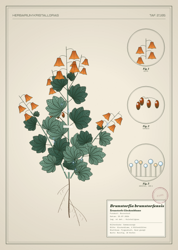 Botanische Tafel: Brunstorfia brunstorfensis, eine erfundene Pflanze aus Brunstorf, gezeichnet wie in einem alten Pflanzenatlas