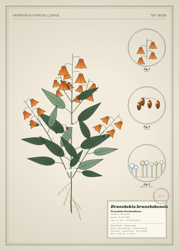 Botanische Tafel: Brunsbekia brunsbekensis, eine erfundene Pflanze aus Brunsbek, gezeichnet wie in einem alten Pflanzenatlas