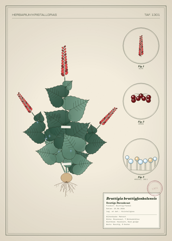Botanische Tafel: Bruttigia bruttigfankelensis, eine erfundene Pflanze aus Bruttig-Fankel, gezeichnet wie in einem alten Pflanzenatlas