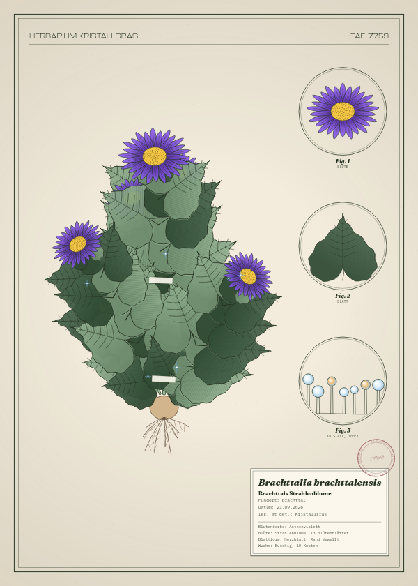 Botanische Tafel: Brachttalia brachttalensis, eine erfundene Pflanze aus Brachttal, gezeichnet wie in einem alten Pflanzenatlas