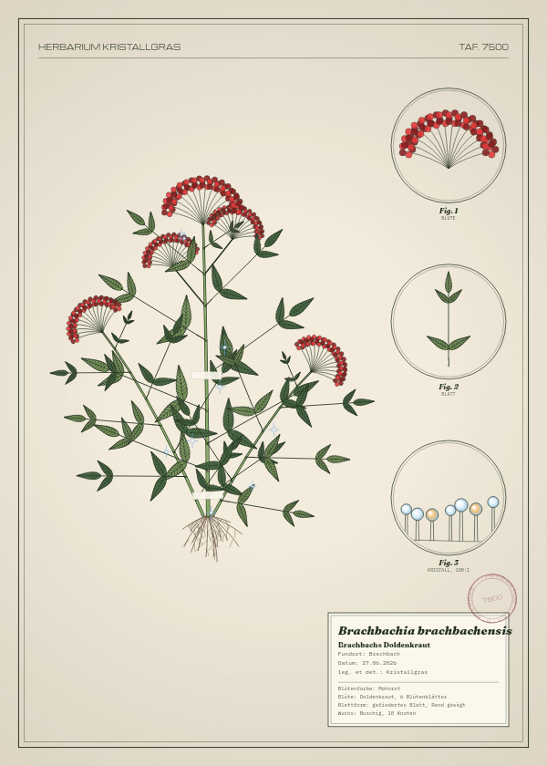 Botanische Tafel: Brachbachia brachbachensis, eine erfundene Pflanze aus Brachbach, gezeichnet wie in einem alten Pflanzenatlas