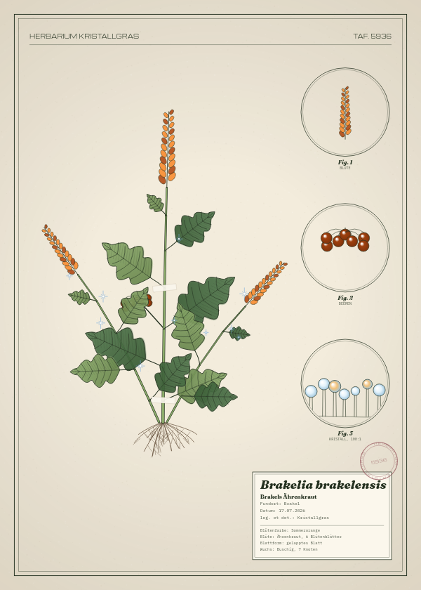 Botanische Tafel: Brakelia brakelensis, eine erfundene Pflanze aus Brakel, gezeichnet wie in einem alten Pflanzenatlas
