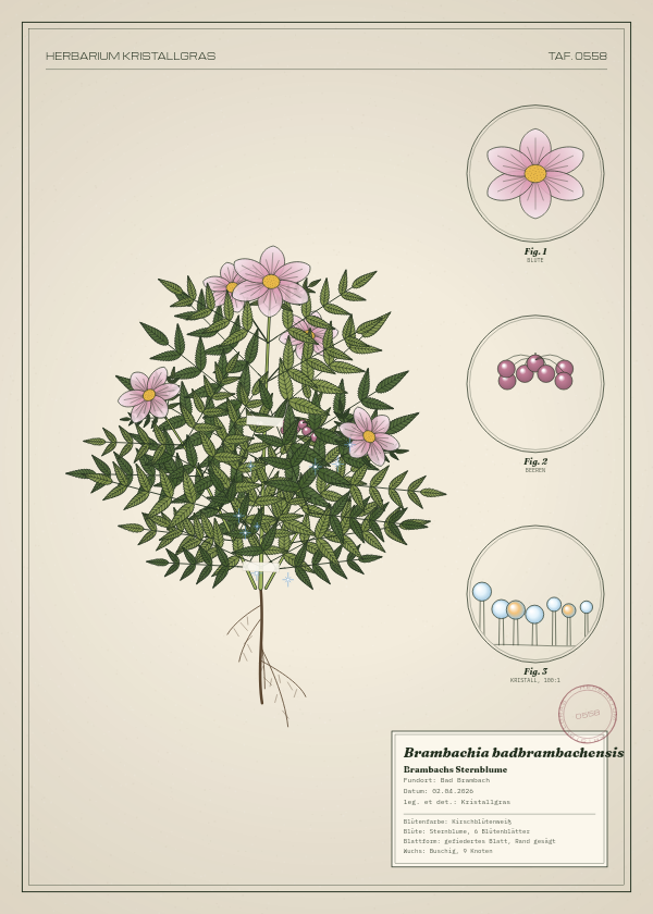 Botanische Tafel: Brambachia badbrambachensis, eine erfundene Pflanze aus Bad Brambach, gezeichnet wie in einem alten Pflanzenatlas