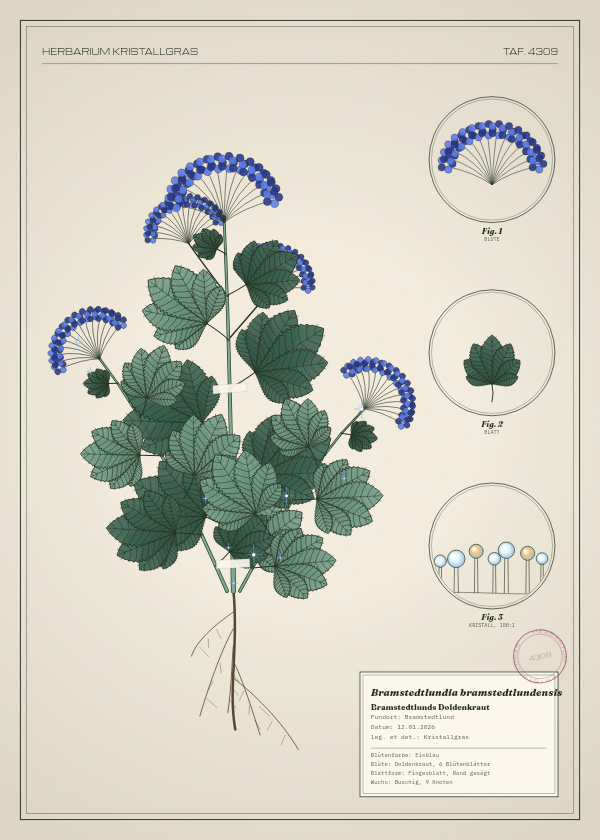 Botanische Tafel: Bramstedtlundia bramstedtlundensis, eine erfundene Pflanze aus Bramstedtlund, gezeichnet wie in einem alten Pflanzenatlas
