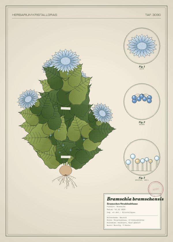 Botanische Tafel: Bramschia bramschensis, eine erfundene Pflanze aus Bramsche, gezeichnet wie in einem alten Pflanzenatlas